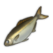 Amberjack