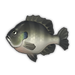 Bluegill.png