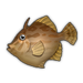Thread-Sail Filefish.png
