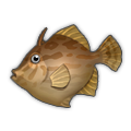 Thread-Sail Filefish