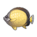 Sunny Butterflyfish.png