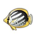 Blackback Butterflyfish