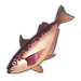 Red Sailfin Sandfish.png