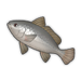 Black Drum.png