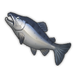 Salmon.png