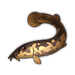 Cobitis.png