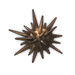 Sea Urchin.png