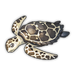Sea Turtle.png