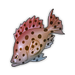 Red-Hot Grouper.png