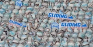 The fans of the Gliding Glaciers during Marble League 2021