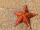 Ocean-sand-sea-star.jpg