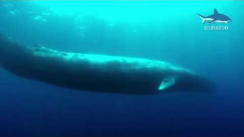 Amazing Blue Whale - the biggest animal on our Earth!