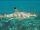 Black tip reef shark.jpg