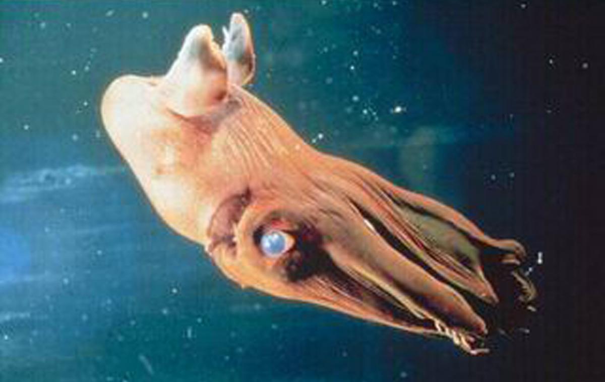 giant vampire squid