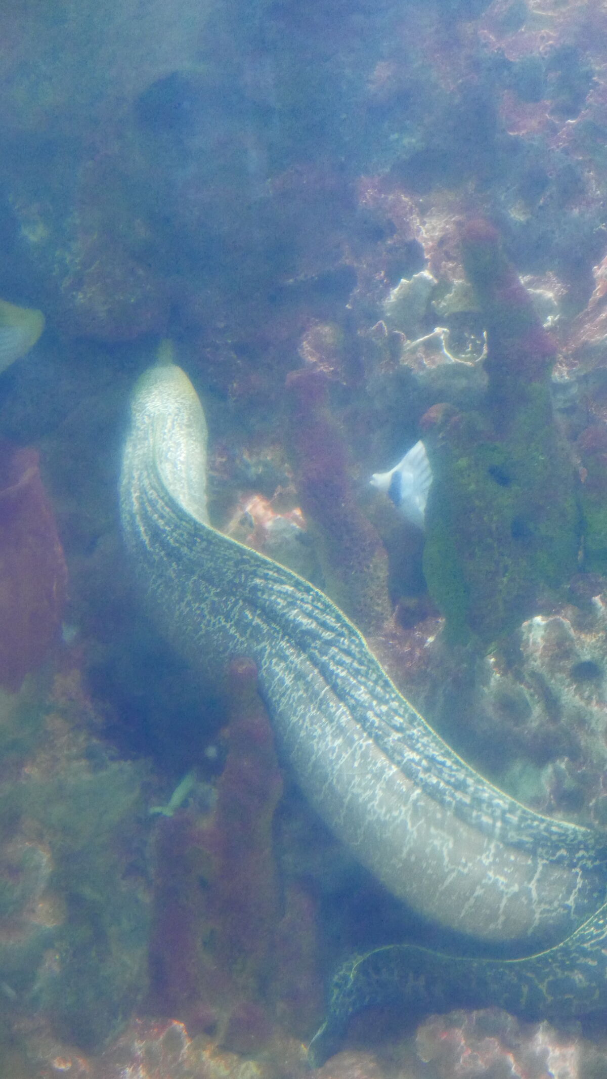 Moray Eel | Marine Wiki | Fandom