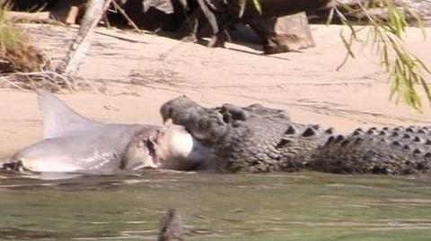 Bull Shark vs Crocodile Attack