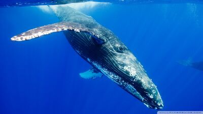 Humpback whale-wallpaper-960x540