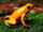 Golden-Poison-Frog.jpg