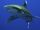 Oceanic Whitetip Shark