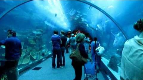 Dubai Mall Aquarium