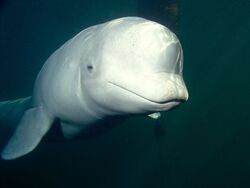 Beluga whale - Wikipedia