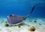 Southern Stingray