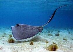 Southern stingraypic