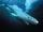 Greenland shark no text.jpg