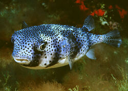 SpottedBurrfish