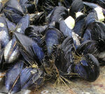 Mussels