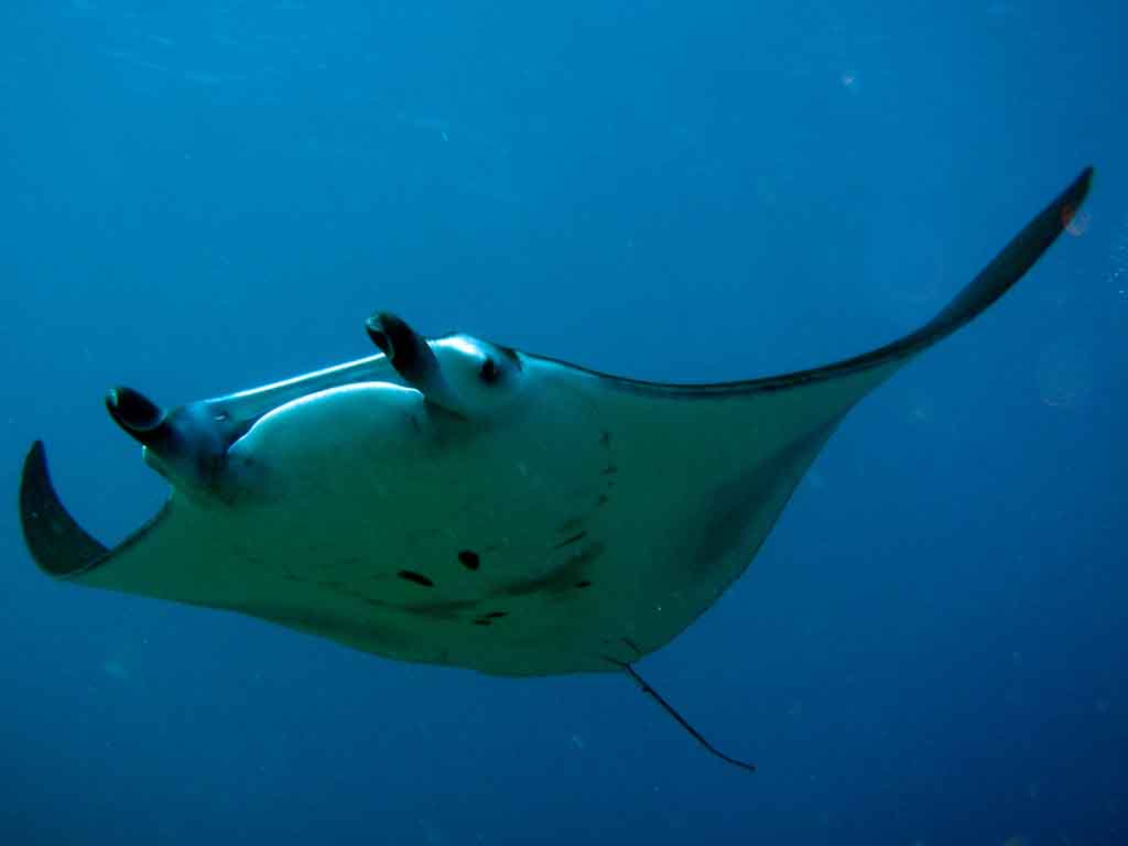Deep-Sea Animals * MBARI