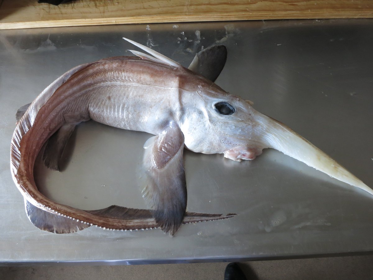 Химера Deep sea creatures, Deep sea life, Ocean creatures