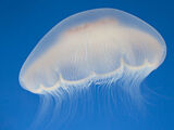 Moon Jellyfish