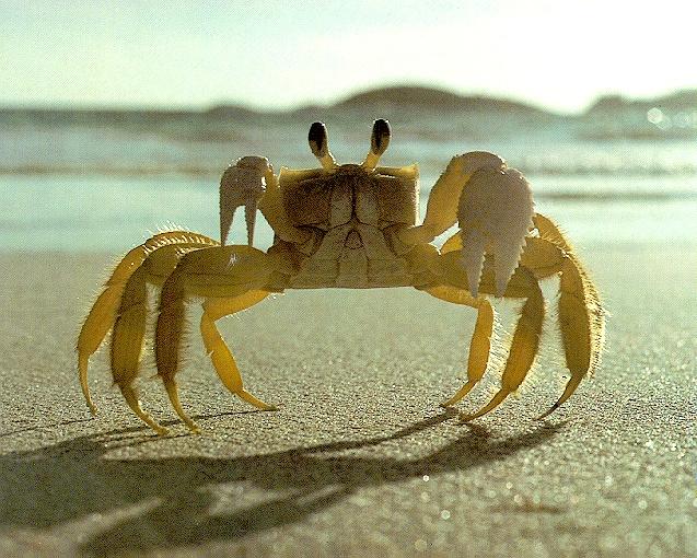 ocean crab