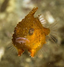 Spiny Lumpsucker | Marine Wiki | Fandom