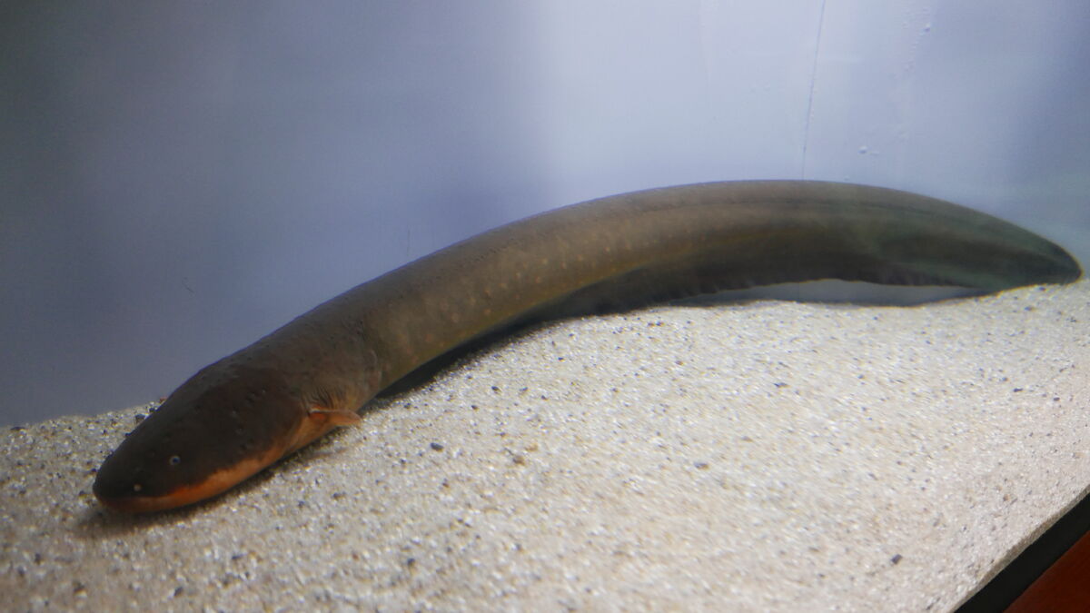 Electric Eel | Marine Wiki | Fandom