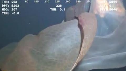 Giant Sea Creature Caught on Tape 2013