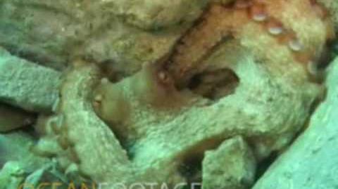 Common Octopus (Octopus Vulgaris)