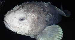 Sad Faced Blob-fish a deep sea survivor? #blobfish #fish #shorts 