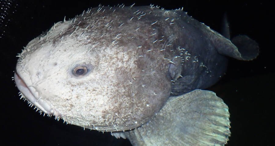 blobfish.  Blobfish, Blob fish in water, Real sea monsters