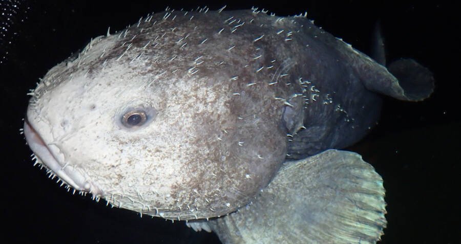 Blobfish, facts and information