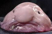 Blobfish