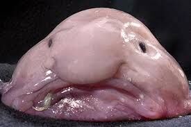 Blobfish, Blob Wiki