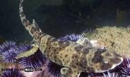 Swell shark