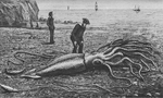 Giant squid catalina2