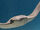 Cownose ray.jpg