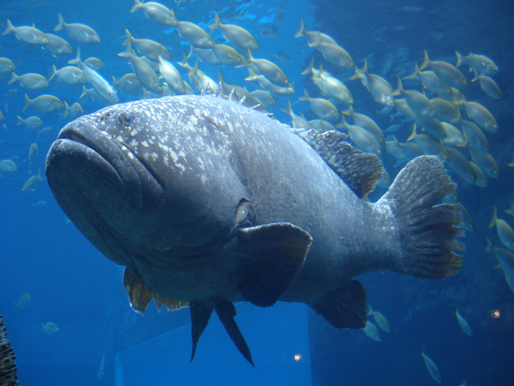 giant grouper fish attack