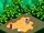 Weird Mushroom (move)