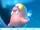 NSMBU Screenshot Kahlross.png