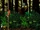 DKC Screenshot Wahnsinns-Wald 3.png